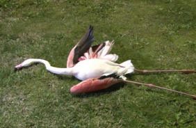 Flamingoların ölümüyle ilgili yeni iddia Seferihisar’dan geldi