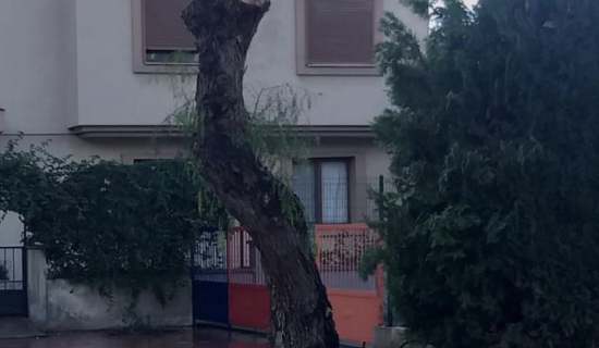 Belediyenin ağaç budamasına sosyal medyadan tepki
